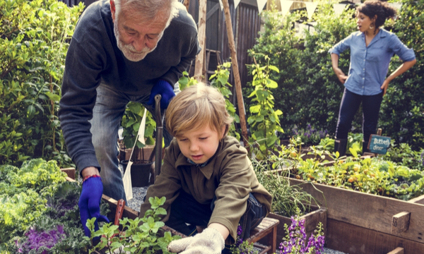 A senior, middle-aged adult and child work together in the community garden.
