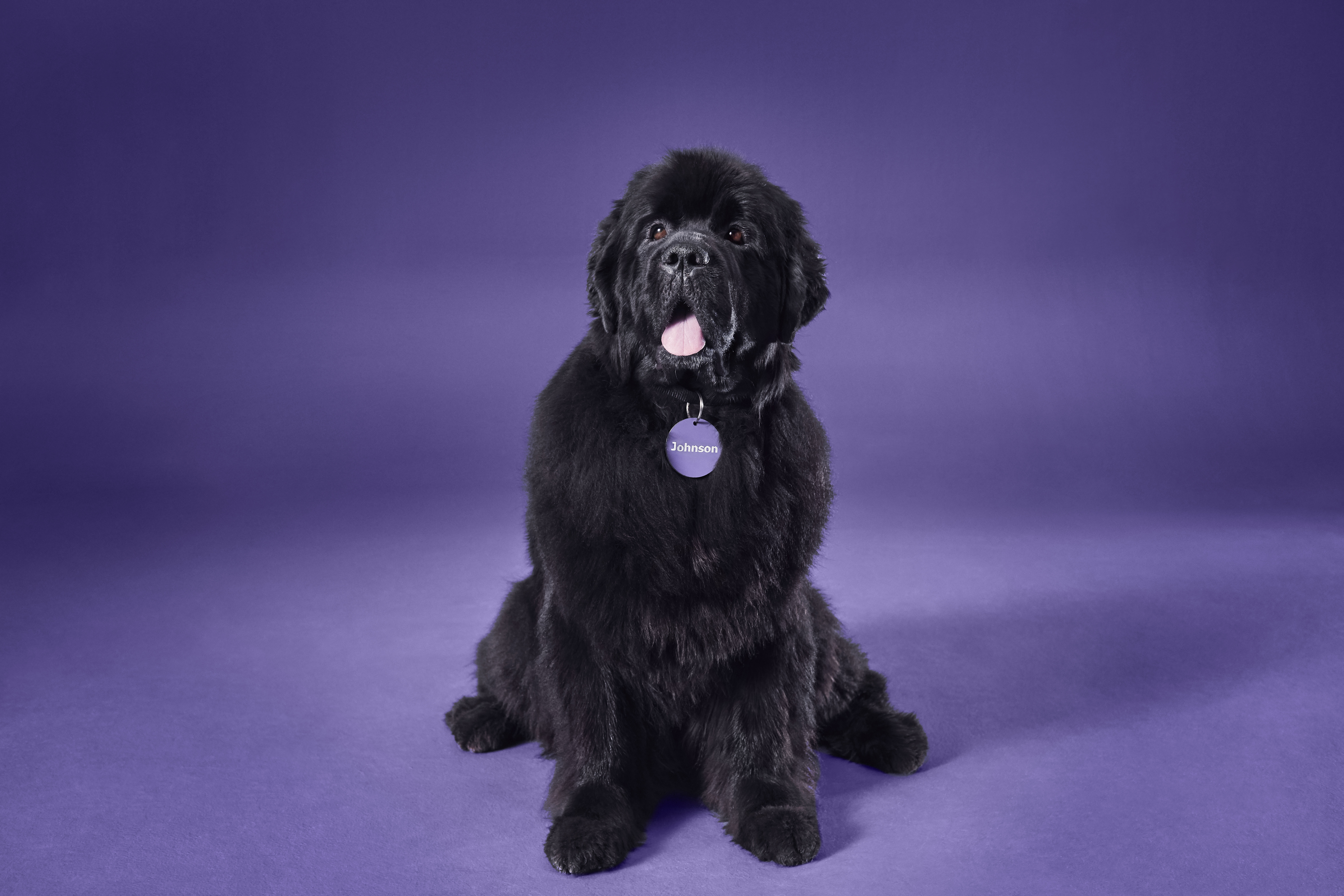 L’ambassadeur de la marque Johnson Insurance – un gros chien au pelage noir avec au cou une médaille violette arborant le nom Johnson.