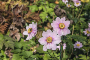 A bee gathering pollen from a Japanese Anemone flower