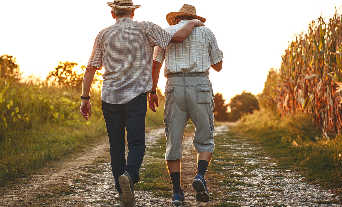 Older friends walking together in a field of corn at sunset